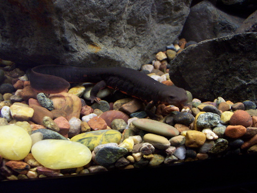 Paddle Tailed newt