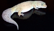 Patternless Leopard gecko