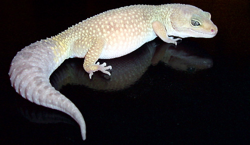 Patternless Leopard gecko