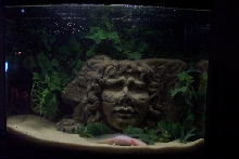 Axolotl Aquarium