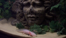 Axolotl Aquarium - take 2