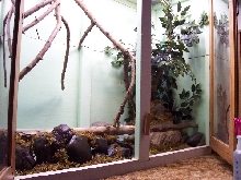 Water Dragon cage interior