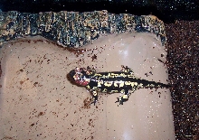 Iberian Fire Salamander