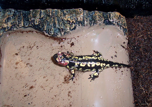 Iberian Fire Salamander