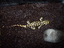 Tiger Salamander