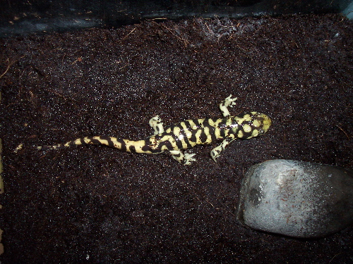Tiger Salamander