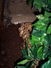 Marble salamander
