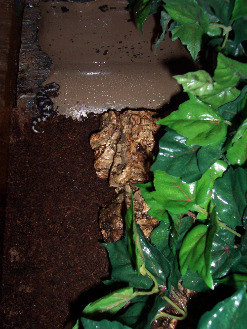 Marble salamander