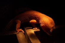 Patternless leopard gecko in the dark