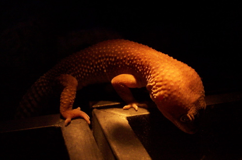 Patternless leopard gecko in the dark