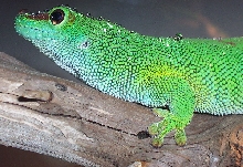 Wet Phelsuma