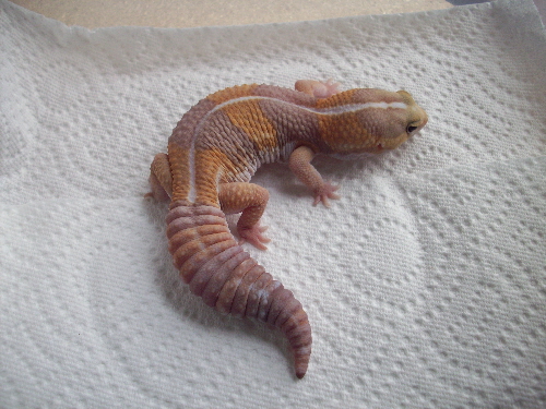 GD1