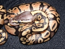 ruppel pastel het for ghost