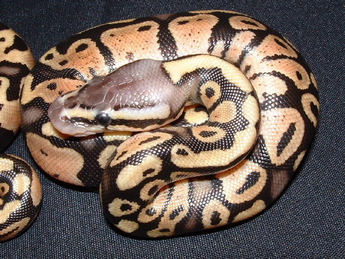 ruppel pastel het for ghost