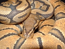 RMJ  reptiles, orange ghost