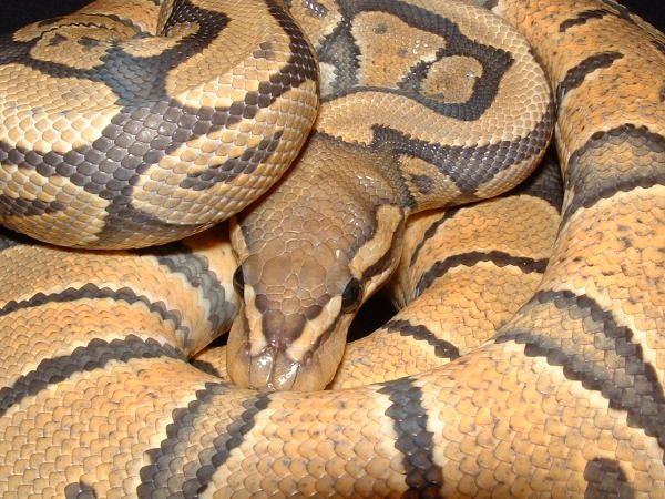 RMJ  reptiles, orange ghost