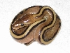 genetic stripe