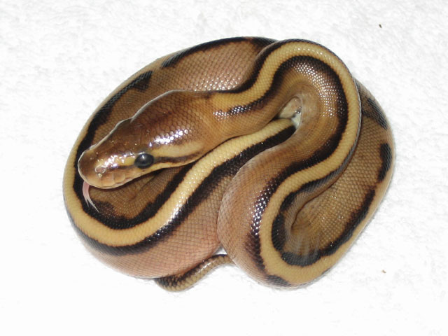 genetic stripe