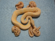 Lavender Albino 2