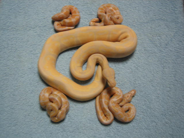 Lavender Albino 2