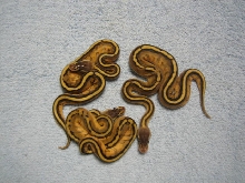 Pastel Genetic Stripe