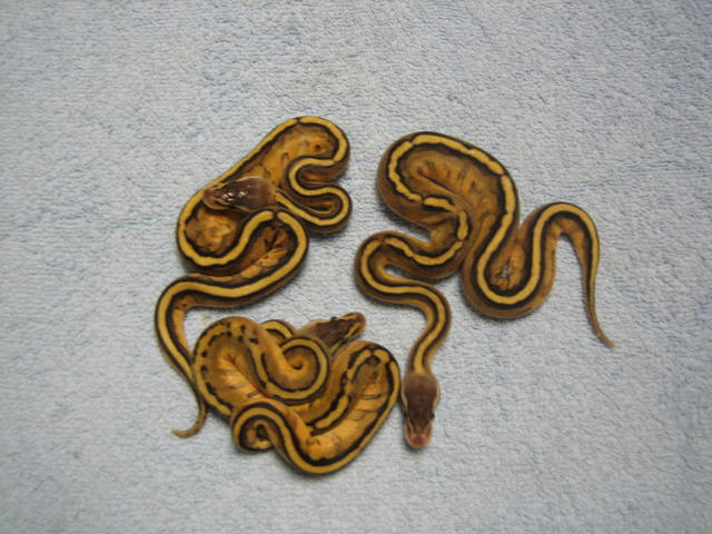 Pastel Genetic Stripe