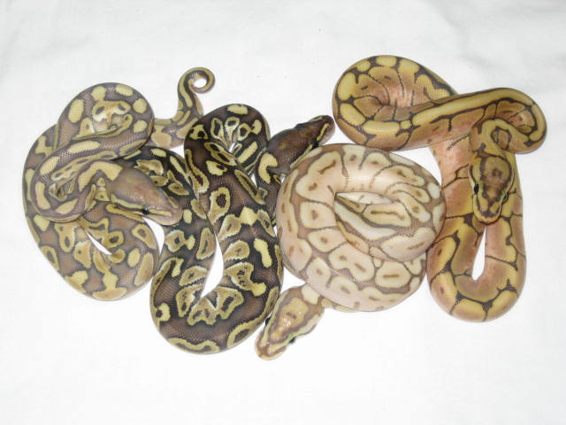 group shot
