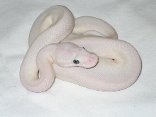 Lesser x mojo x pastel