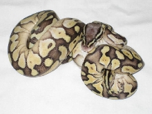 super pastel lesser
