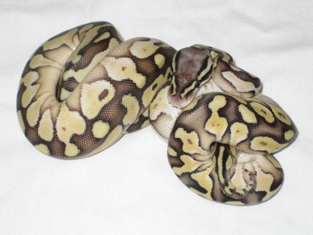 super pastel lesser