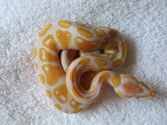 Lavender Albino