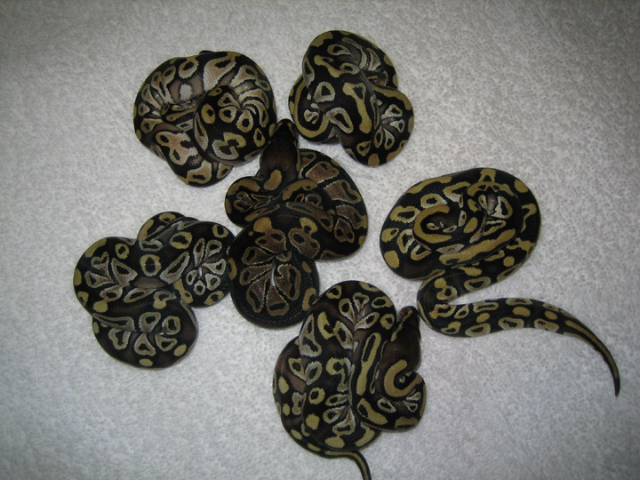 First clutch of Mojave
