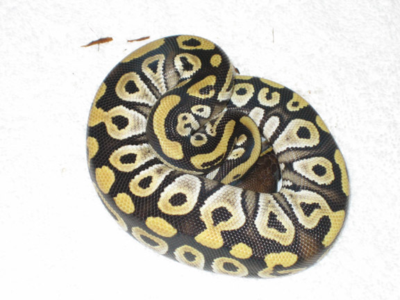 Mojave Female