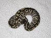Mojave Female 2