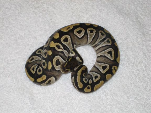 Mojave Female 2