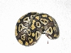 Mojave Female 3