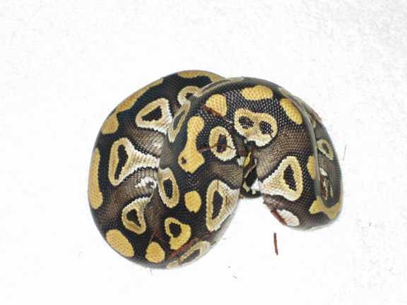 Mojave Female 3