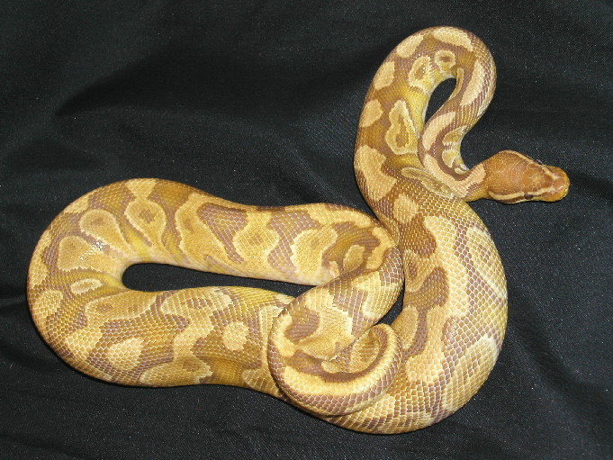 carmel albino