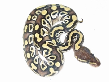 2005 mojave