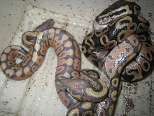 carmel albino