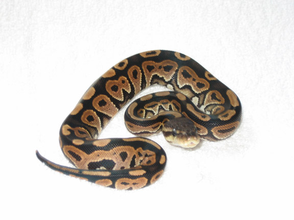 cinnamon pastel