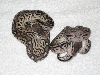 RMJ pewters