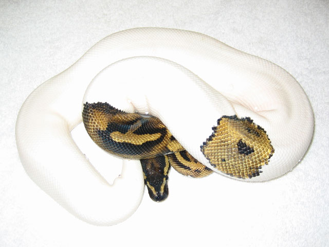 pied