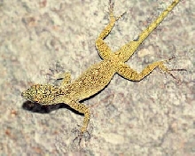 Bark Anole