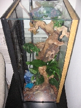 newcage2