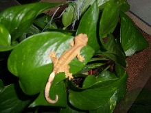 crested gecko