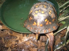 turtle shell