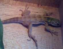 banana morph? #3