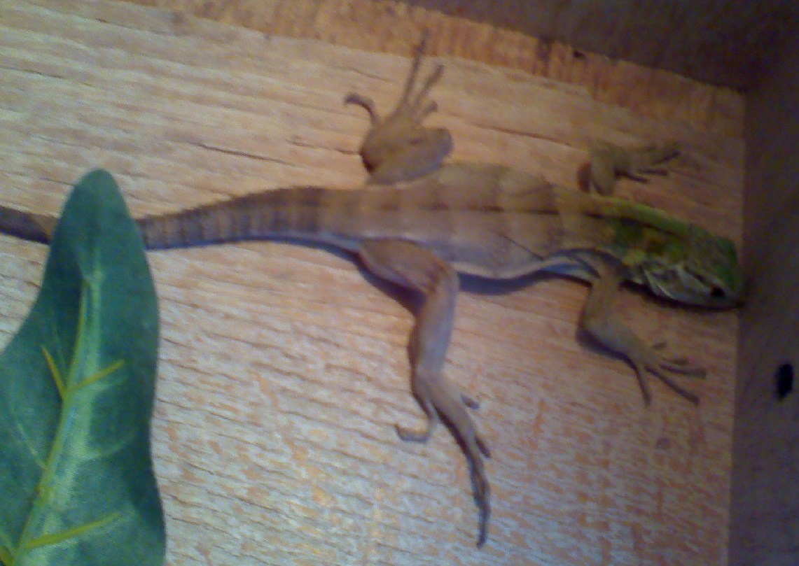 banana morph? #1
