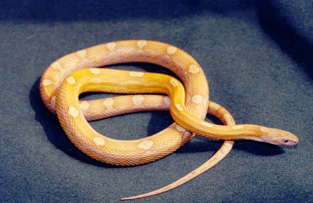 caramel motley